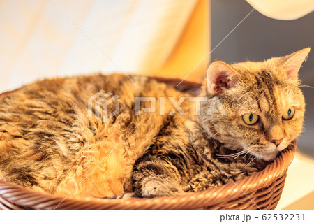 かご猫 かご猫 62532231