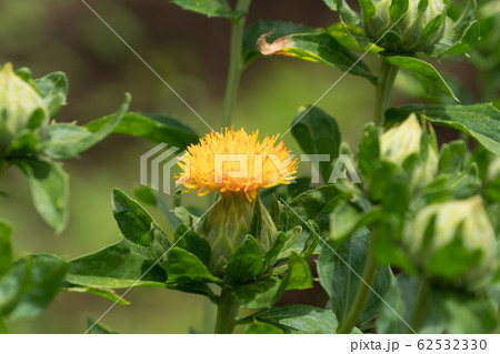 ベニバナ　花と蕾 62532330