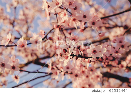 Plum tree branch with fresh pastel pink flowers in bloom. Plum tree branch with fresh pastel pink flowers in bloom. 62532444