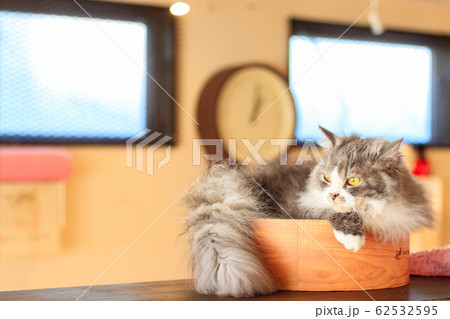 ガリガリサークルに入る猫 62532595