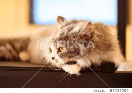 横になってくつろぐ猫 62532596