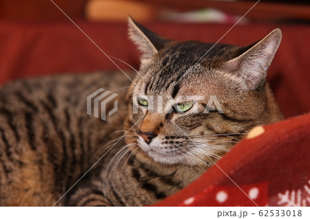 猫ベットのネコ 猫ベットのネコ 62533018