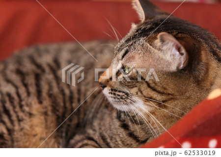 猫ベットのネコ 猫ベットのネコ 62533019