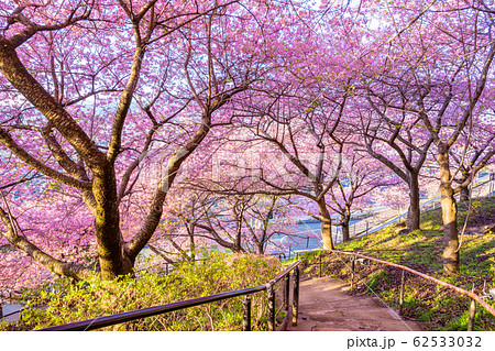 松田山　満開の河津桜 62533032