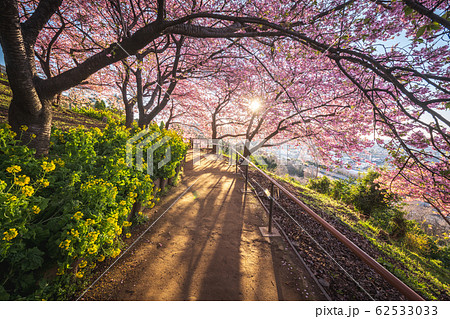 松田山　満開の河津桜 62533033