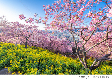 松田山 満開の河津桜 松田山 満開の河津桜 62533035