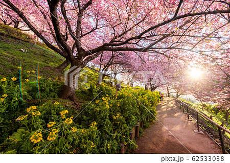松田山 満開の河津桜 松田山 満開の河津桜 62533038