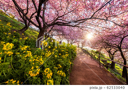 松田山　満開の河津桜 62533040