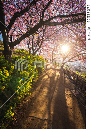 松田山 満開の河津桜 松田山 満開の河津桜 62533076