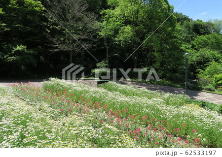 神戸布引ハーブ園~初夏のよろこびの庭~ 神戸布引ハーブ園~初夏のよろこびの庭~ 62533197