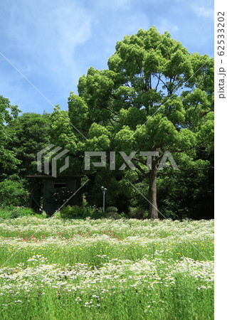 神戸布引ハーブ園~初夏のよろこびの庭~ 神戸布引ハーブ園~初夏のよろこびの庭~ 62533202