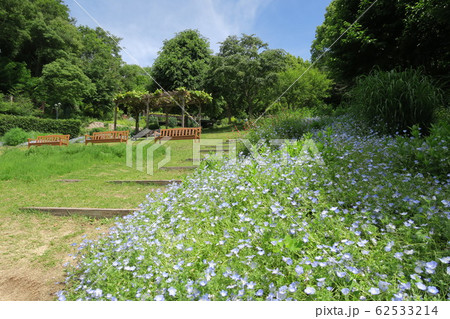 神戸布引ハーブ園~初夏のいやしの庭~ 神戸布引ハーブ園~初夏のいやしの庭~ 62533214
