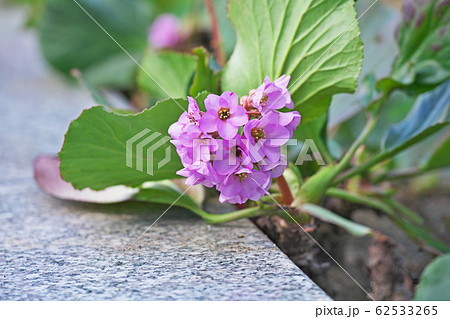 ピンクのヒマラヤユキノシタの花 ピンクのヒマラヤユキノシタの花 62533265