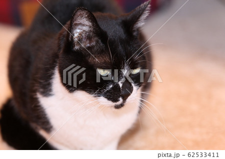 白黒ツートンネコ 62533411