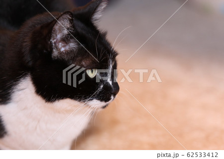 白黒ツートンネコ 白黒ツートンネコ 62533412