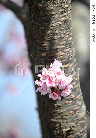 日立紅寒桜 日立紅寒桜 62534764