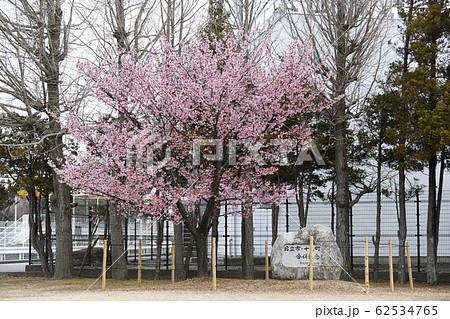 日立紅寒桜 日立紅寒桜 62534765