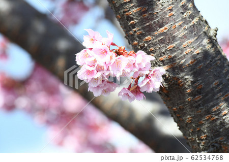 日立紅寒桜 62534768