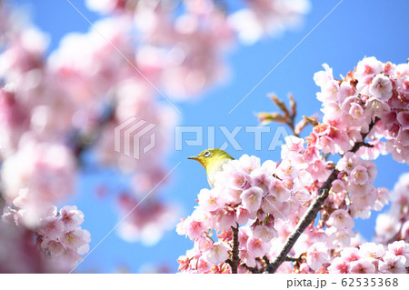 メジロと寒桜 62535368