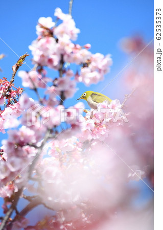 メジロと寒桜 62535373