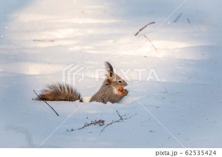 The squirrel sits on white snow with nut 62535424