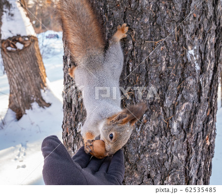 Squirrel eats big nut from a man's hand in winter Squirrel eats big nut from a man's hand in winter 62535485