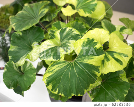 ツワブキ 62535536