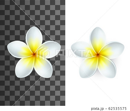 Plumeria Flower With White And Yellow Petalsのイラスト素材