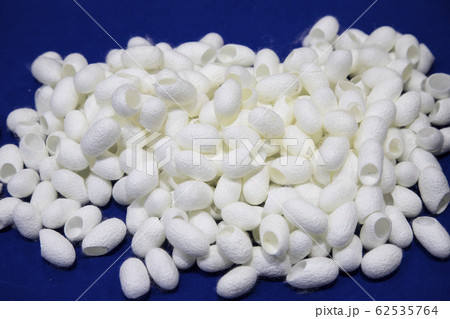 青 背景 カイコ 62535764