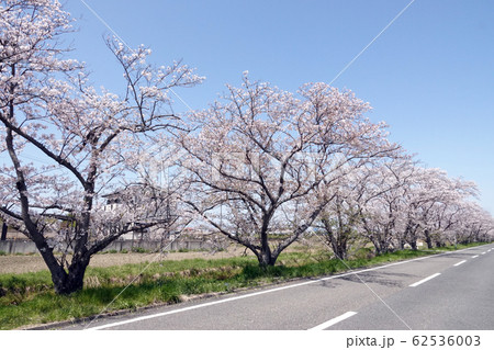 愛知県愛西市鵜戸川の桜 愛知県愛西市鵜戸川の桜 62536003
