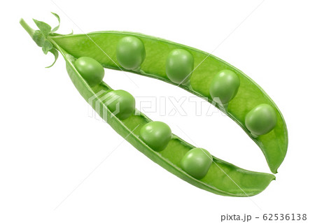 Pea pod p. sativum, paths Pea pod p. sativum, paths 62536138