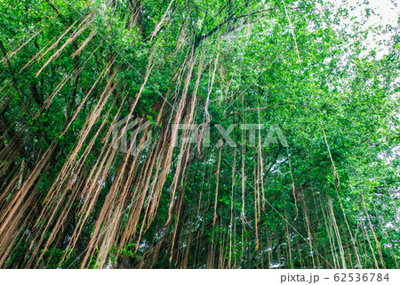 ハワイ ハワイ島 ヒロ バニヤンドライブ ハワイ ハワイ島 ヒロ バニヤンドライブ 62536784