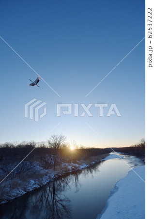 タンチョウのねぐら立ち（北海道） 62537222