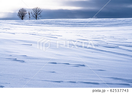 《北海道》冬の美瑛・雪原の親子の木 《北海道》冬の美瑛・雪原の親子の木 62537743