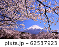 桜と富士山 62537923