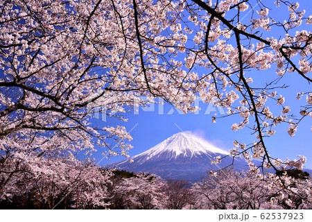 桜と富士山 62537923