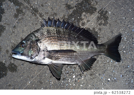 大型 クロダイ チヌの写真素材