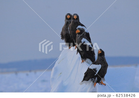 天然記念物オオワシ 62538426