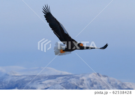 天然記念物オオワシ 62538428