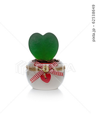 Heart shaped hoya kerrii plant in white pot 62538649
