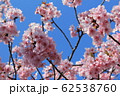 桜　ソメイヨシノ 62538760