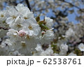 桜 62538761