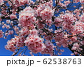 桜 62538763