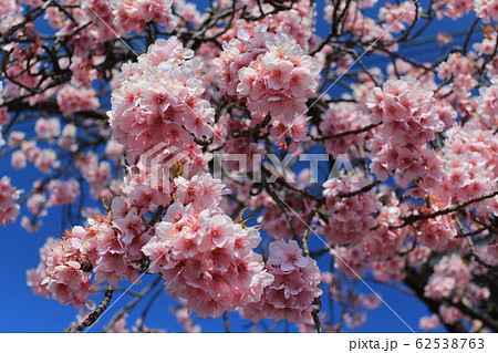 桜 桜 62538763