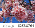 桜 62538764