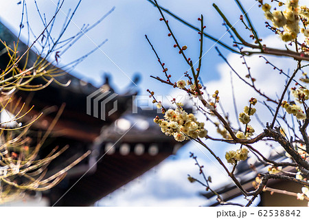 大黒山 金剛寺(八坂庚申堂)の梅の花 大黒山 金剛寺(八坂庚申堂)の梅の花 62538842