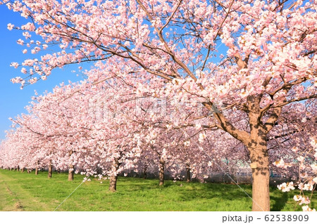 千曲川堤防・八重桜の並木 62538909