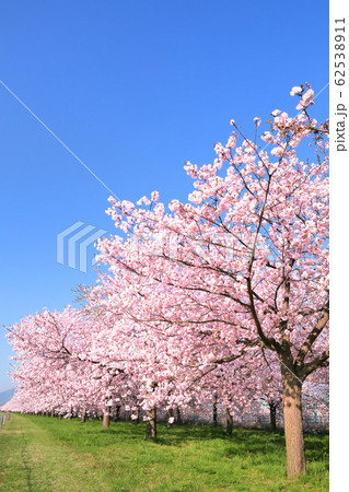 千曲川堤防・八重桜の並木 62538911