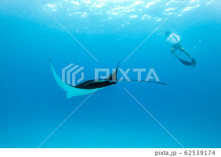 Underwater view of hovering Giant oceanic manta ray, Manta Birostris , and man free diving in blue ocean. Watching undersea world during adventure snorkeling tour on Maldives islands. 62539174