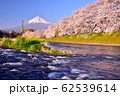 潤井川の桜と富士山 62539614